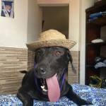 Jhonatan Andrade Profile Picture